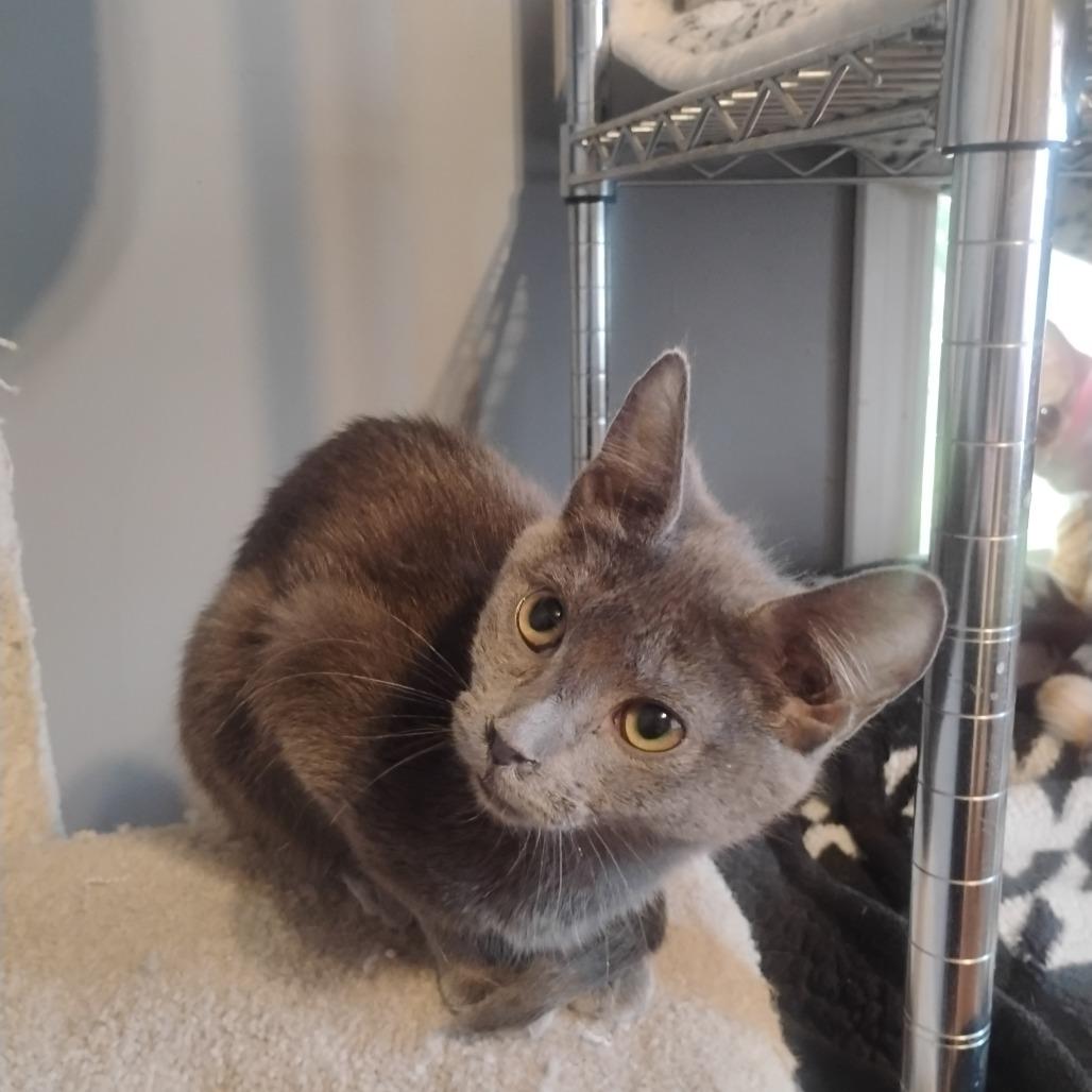 Peanut