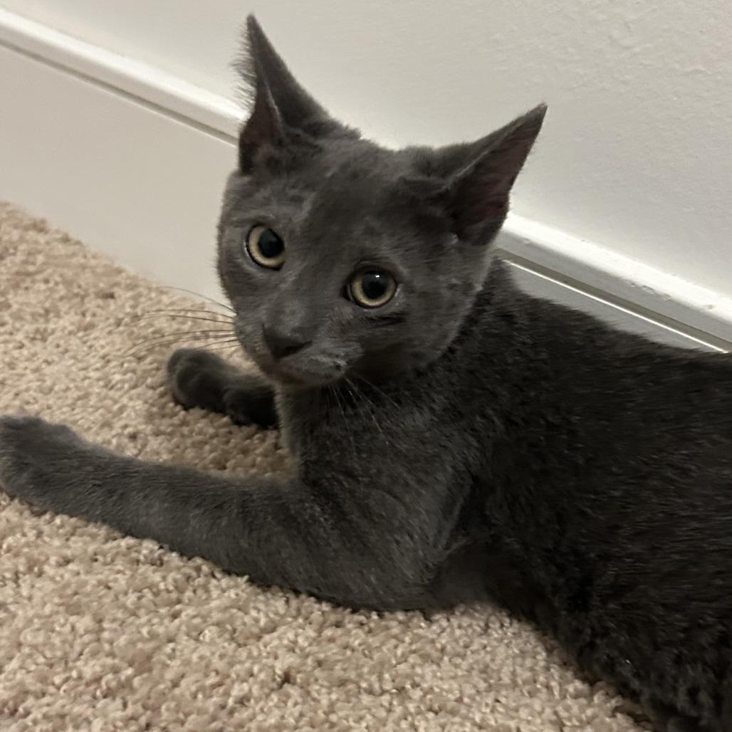 Tom