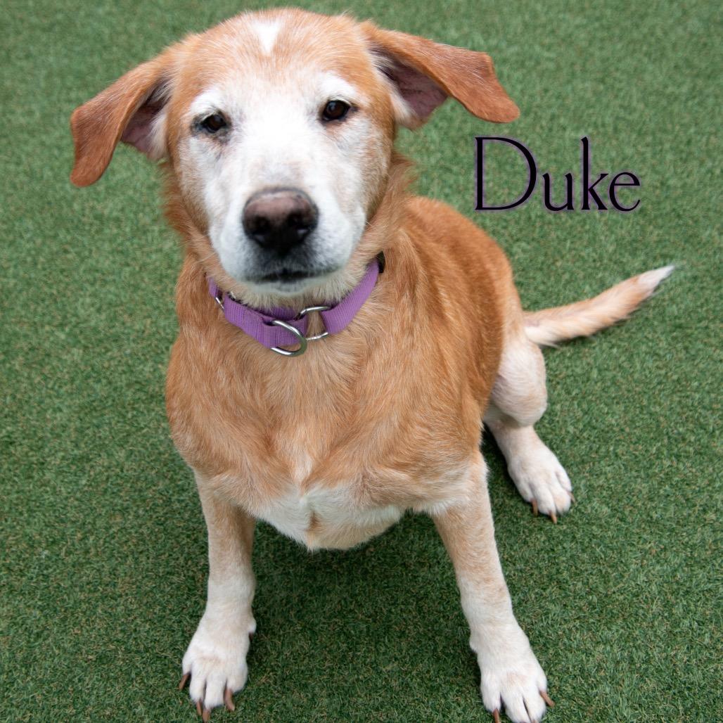 Duke