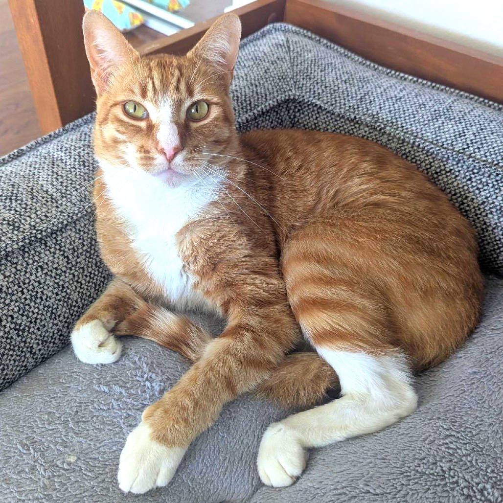Butternut