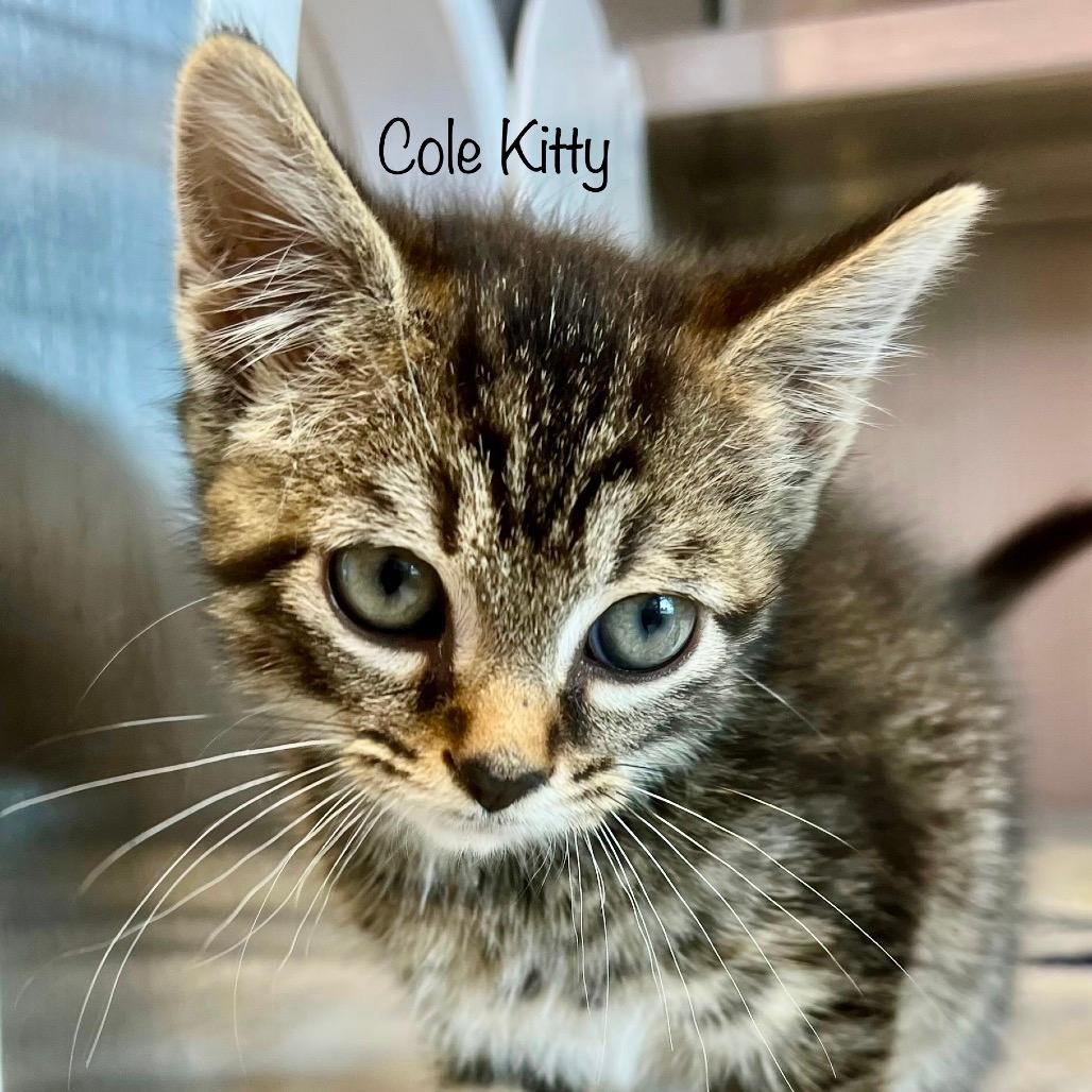 Cole Kitty