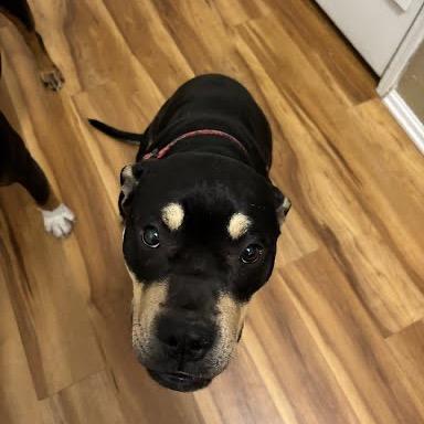 Tia