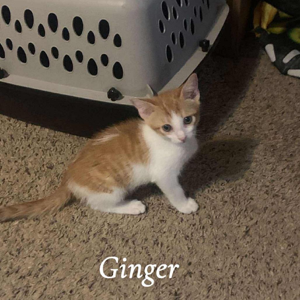Ginger