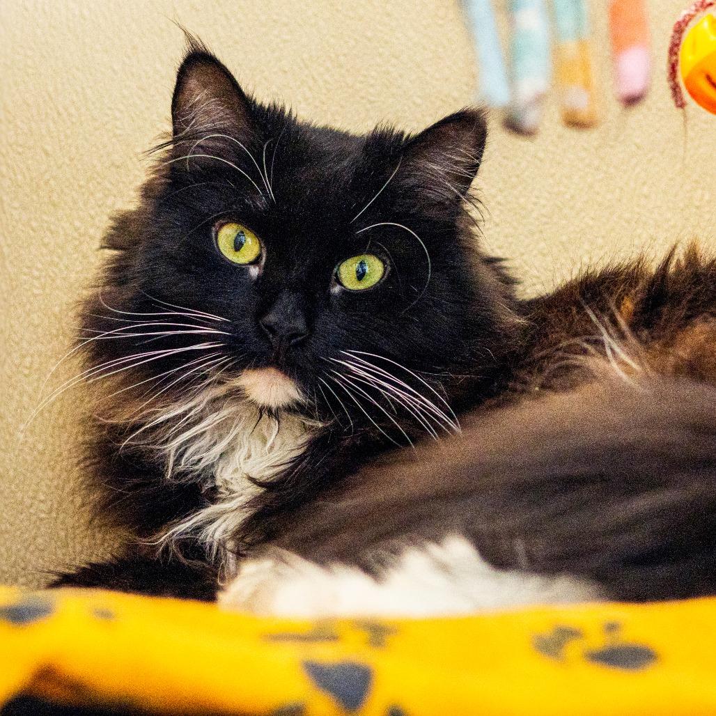 Domino