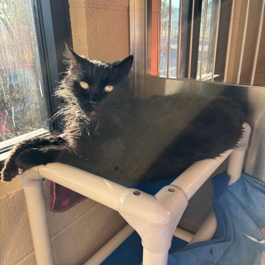 Cleo