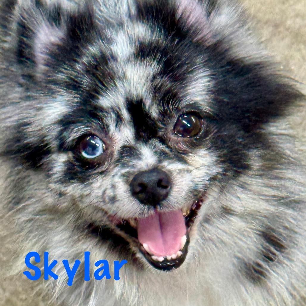 Skylar