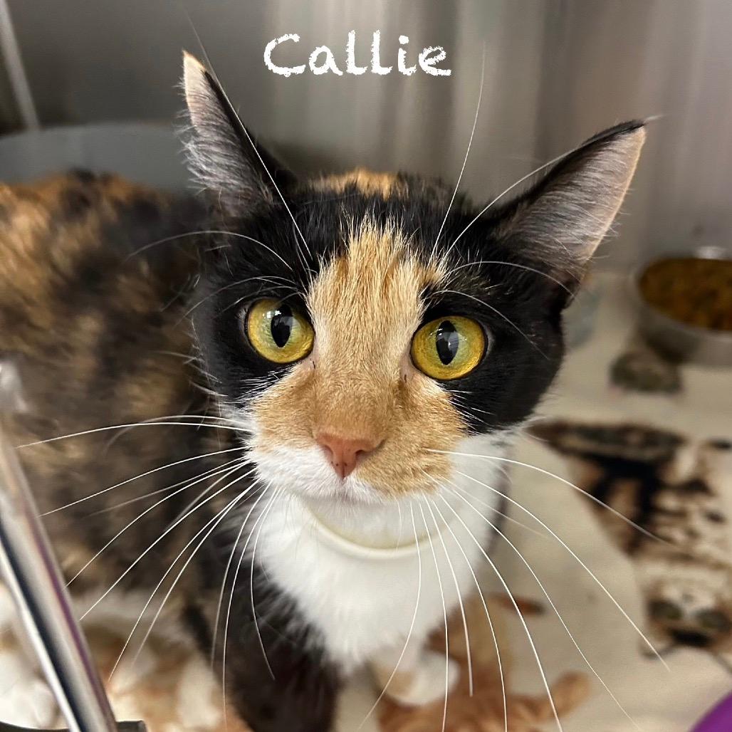 Callie