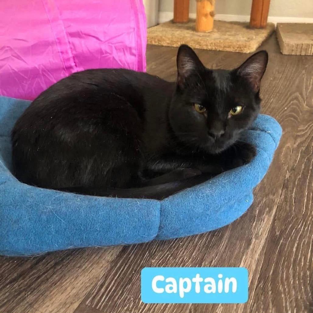 Captain 