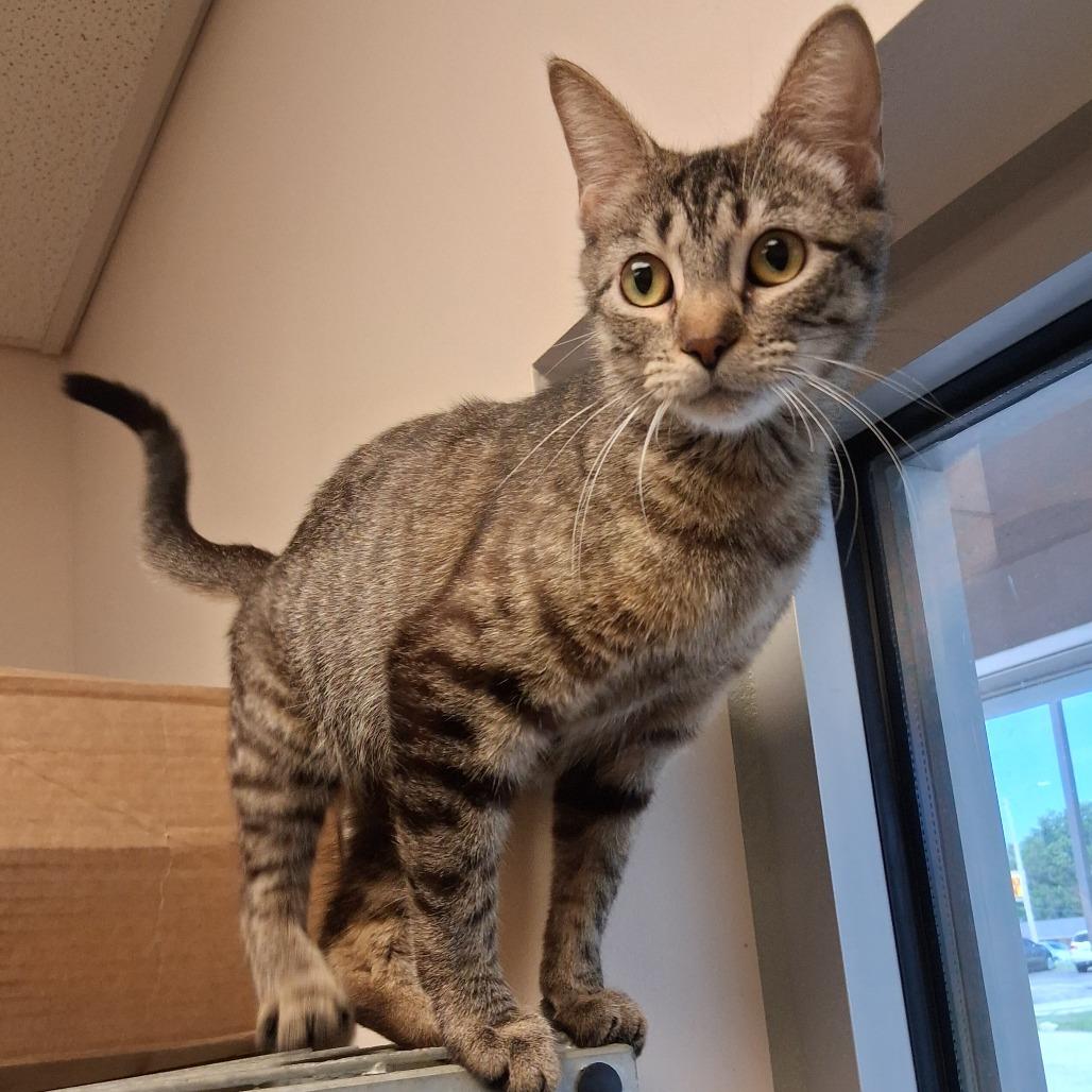 Meowi Pawppins (Mary Poppins)
