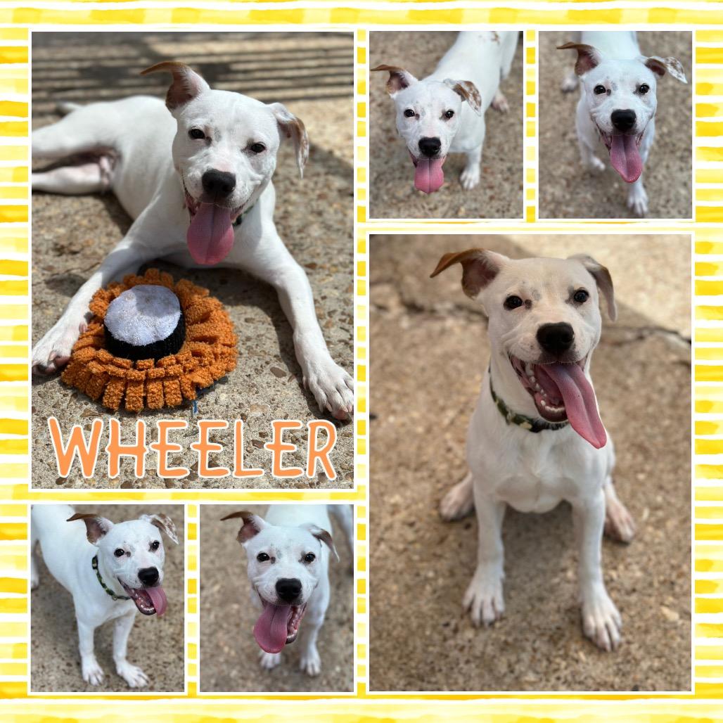 Wheeler