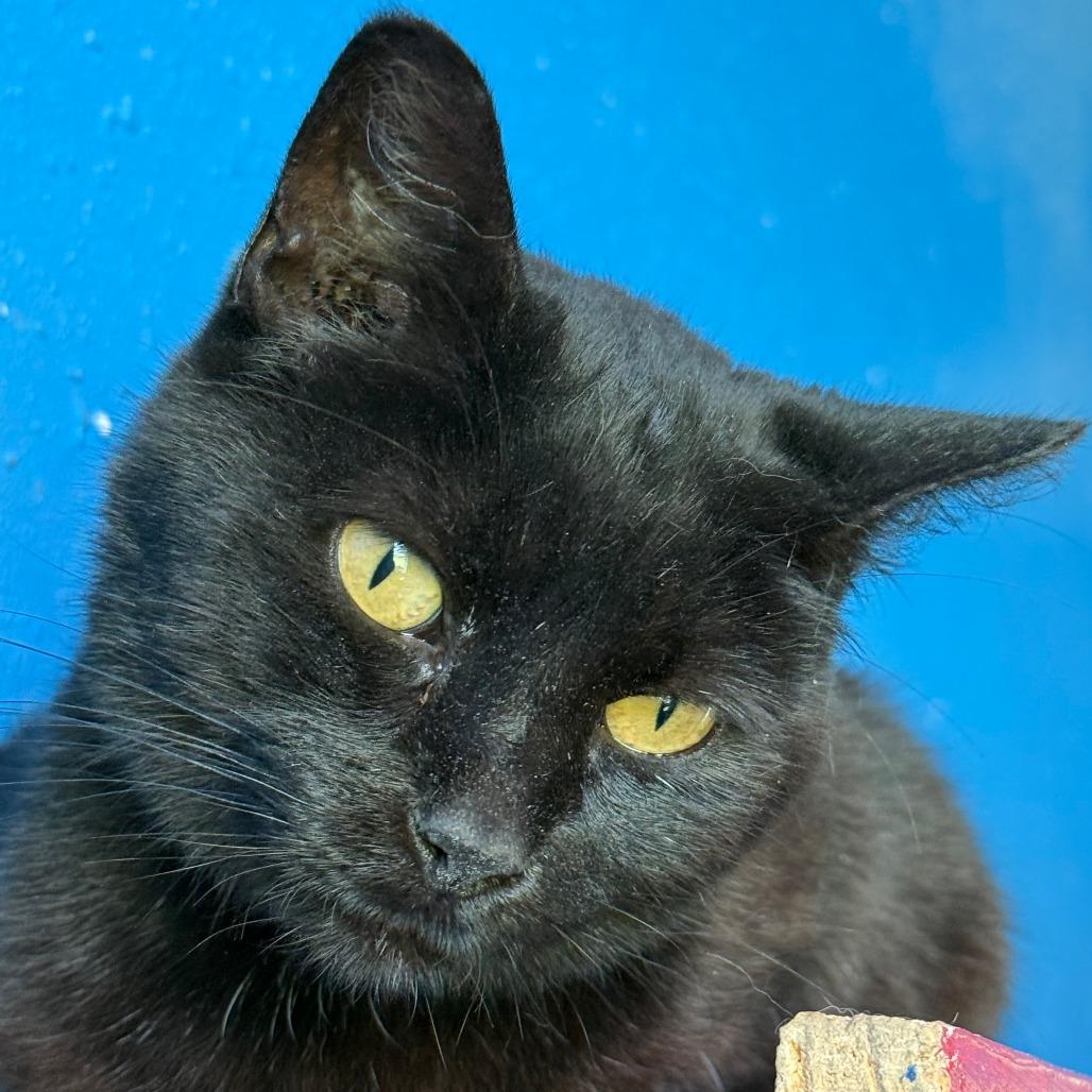 Remi (bonded to Wolf)