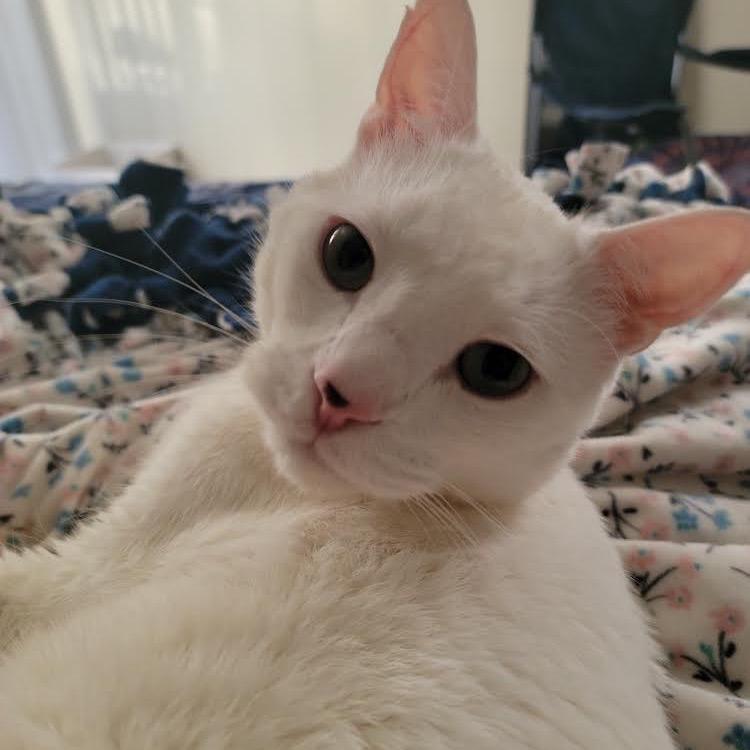 Olaf