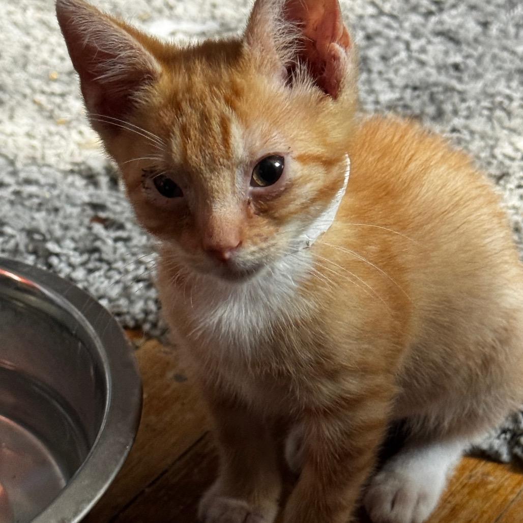 Where to Get My Cat Groomed Milwaukee: Top Trusted Spots Revealed