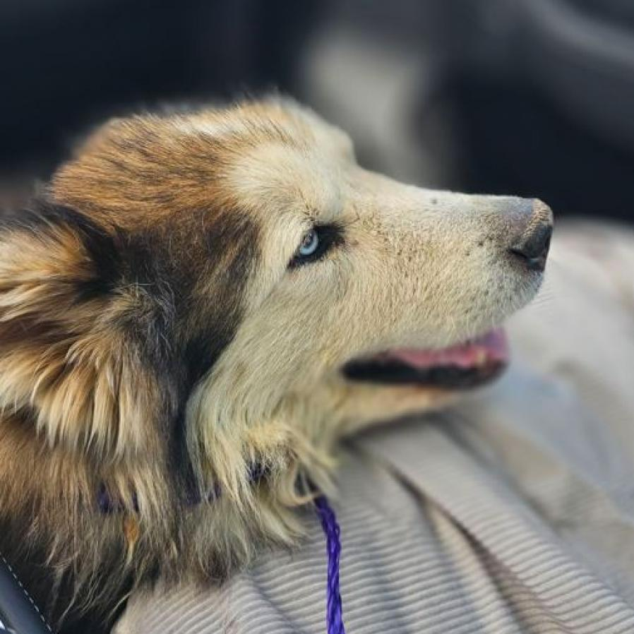 Grizzly