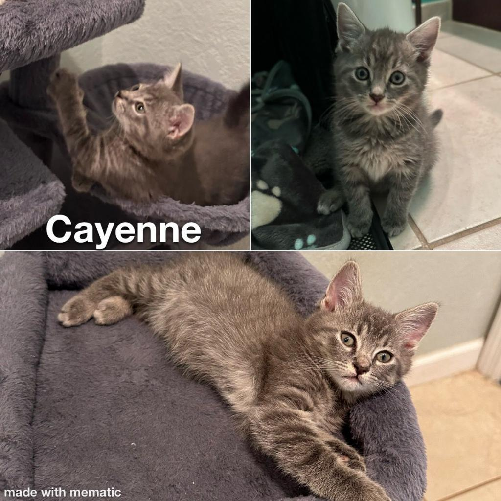 Cleo/Cayenne