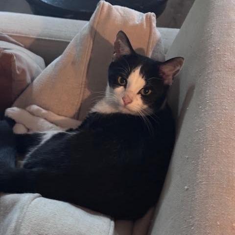Oreo (Doe Papa)