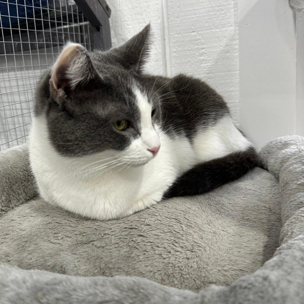 Snowbell "Bells"