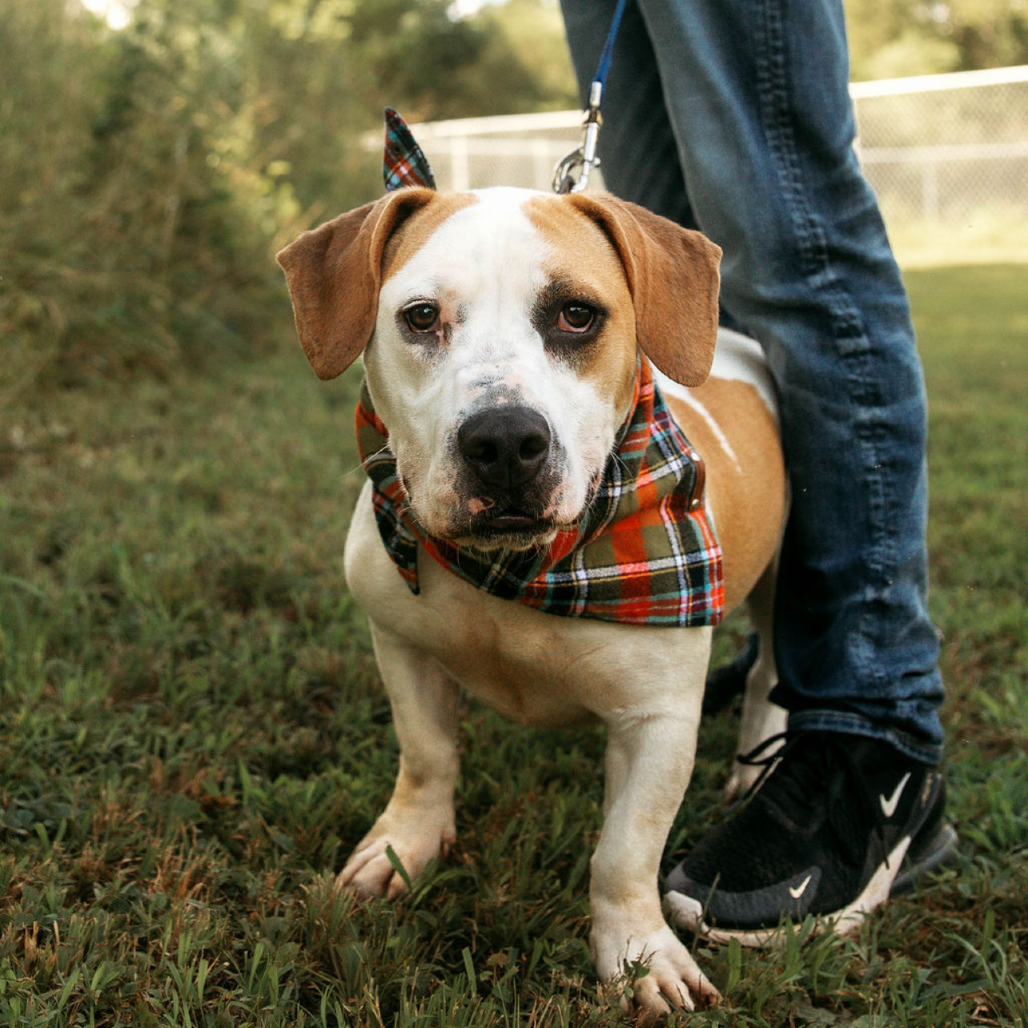 Picture of Benji