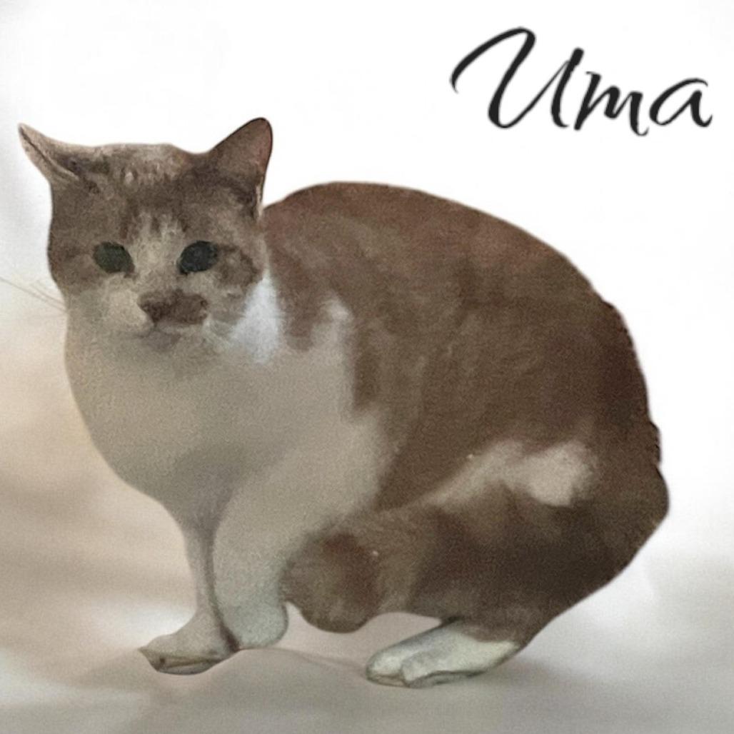 Uma