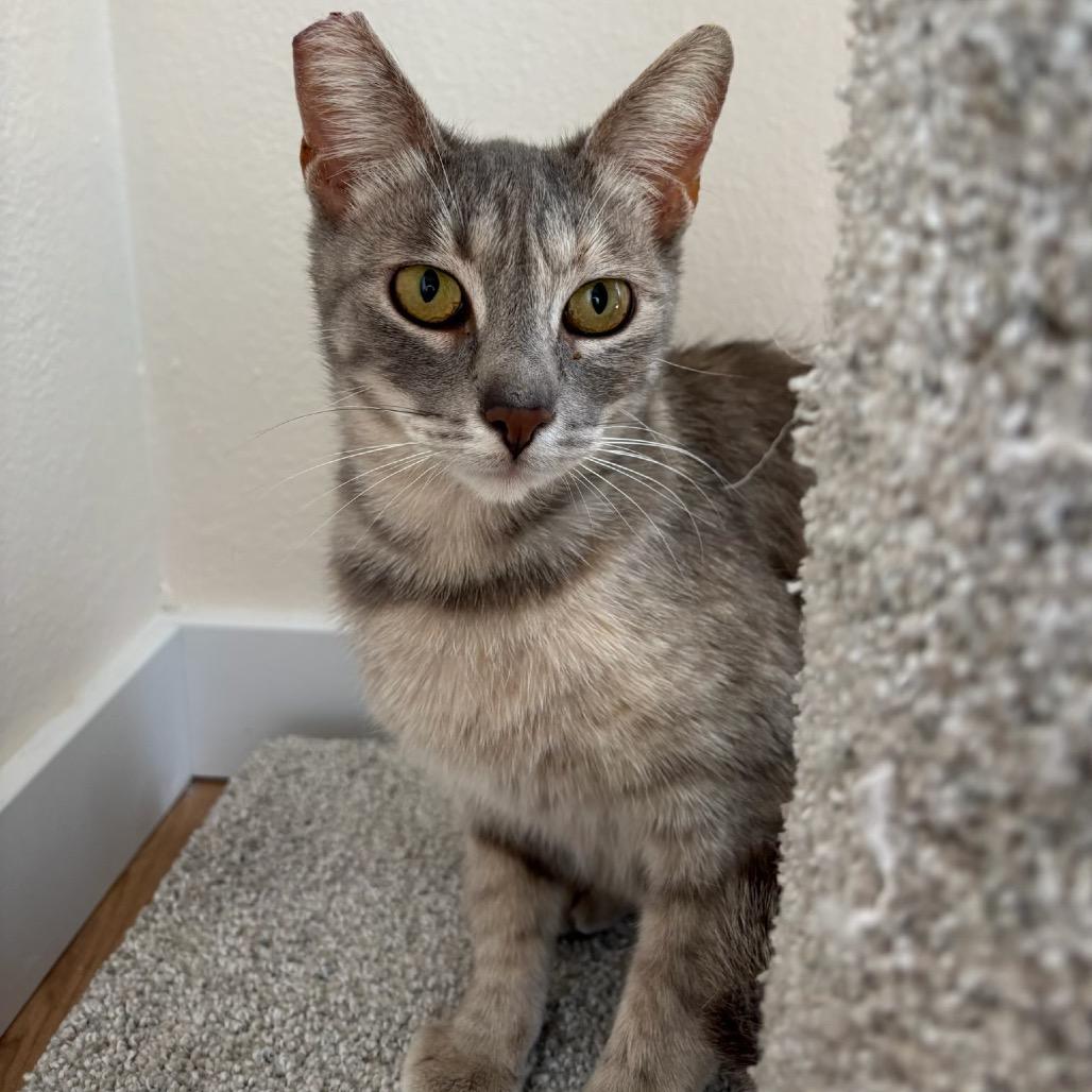 Georgie