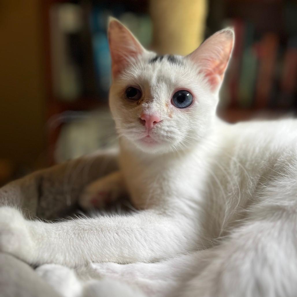Lady T  - IN FOSTER