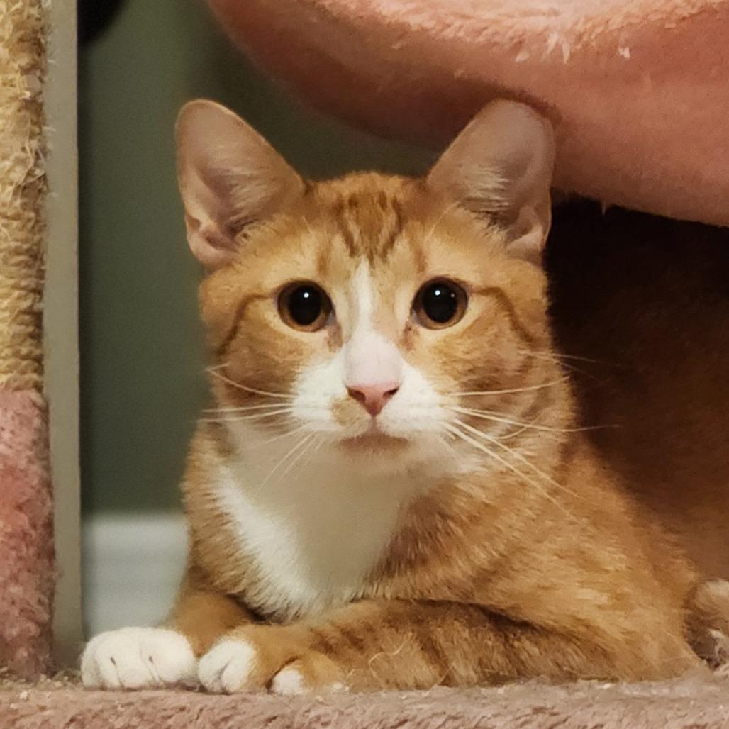Weasley