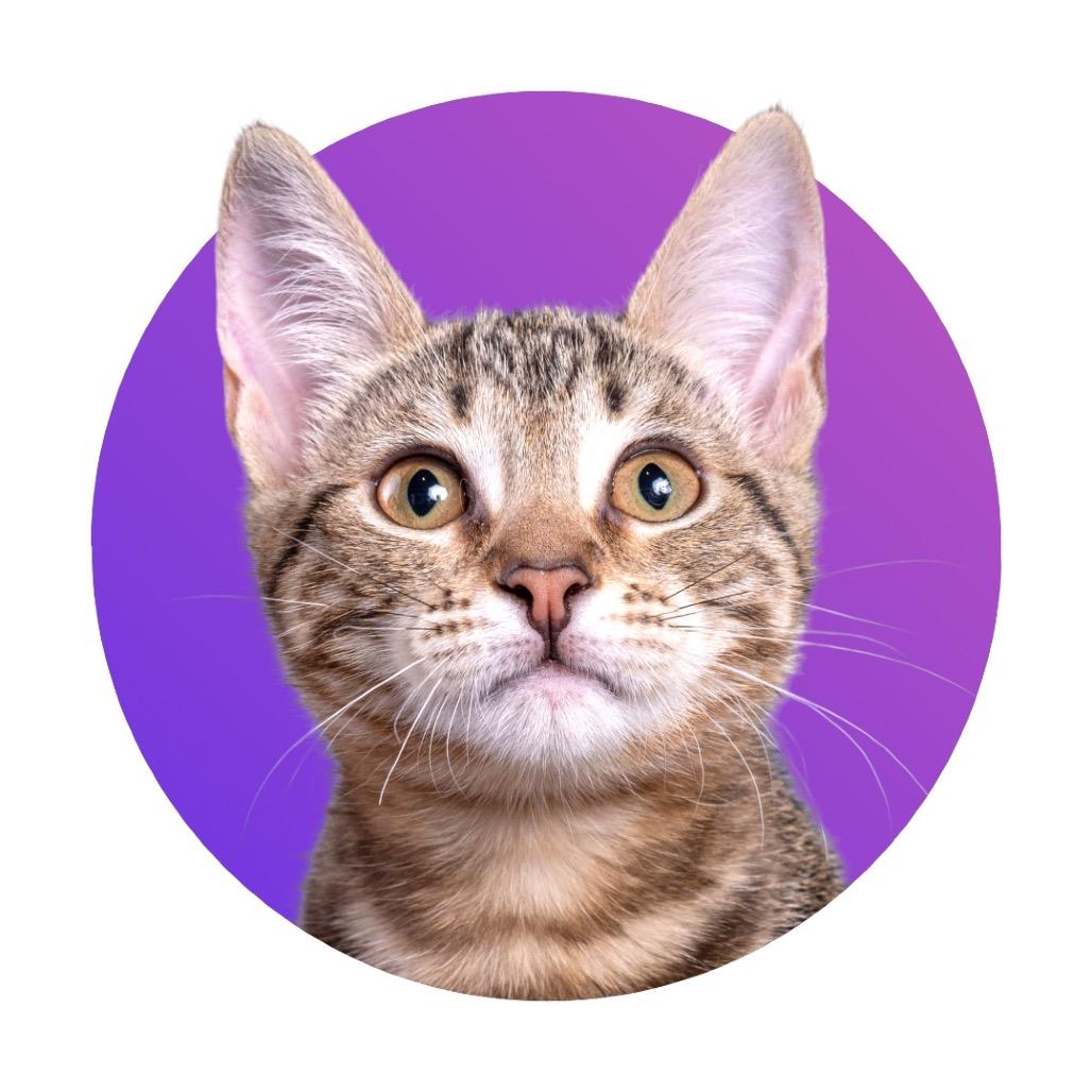 Ella Catzgerald 
