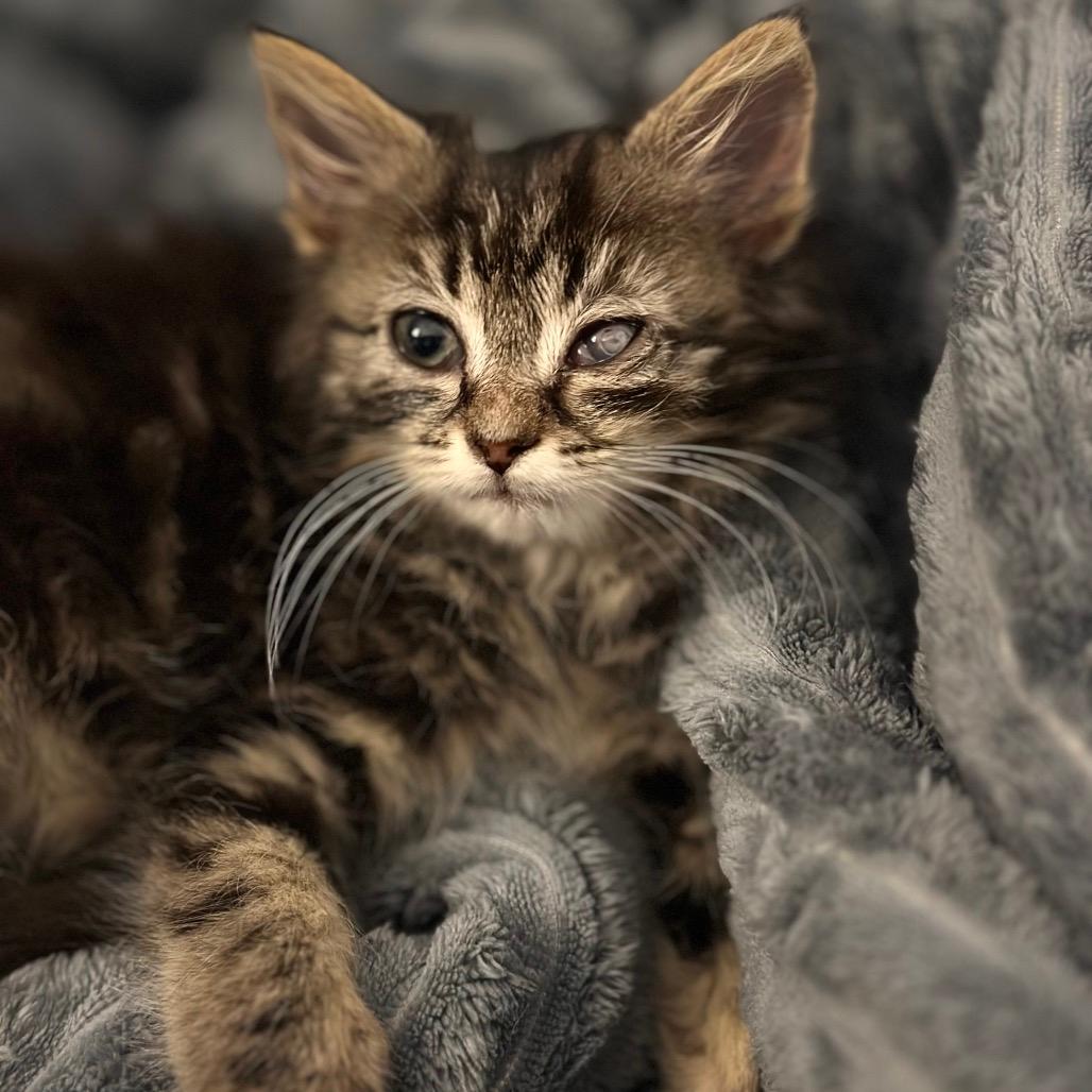 Siberian Forest Cat for Adoption: Find Your Perfect Furry Friend