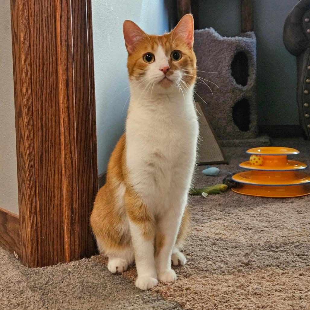 Marmalade