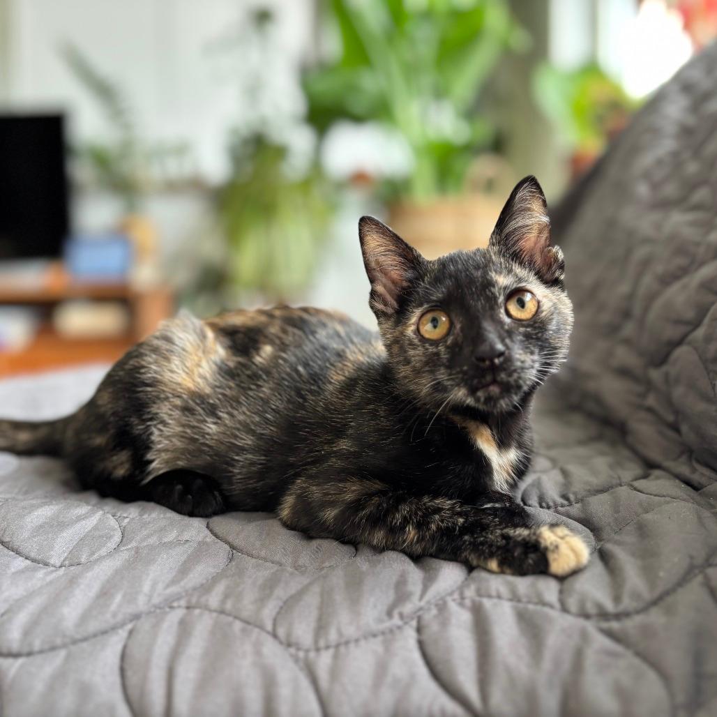 Kilala