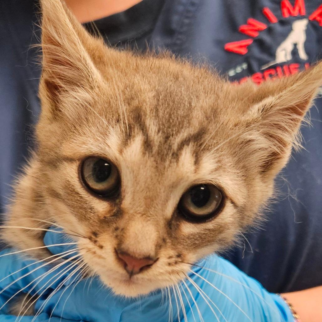 Randall - IN FOSTER