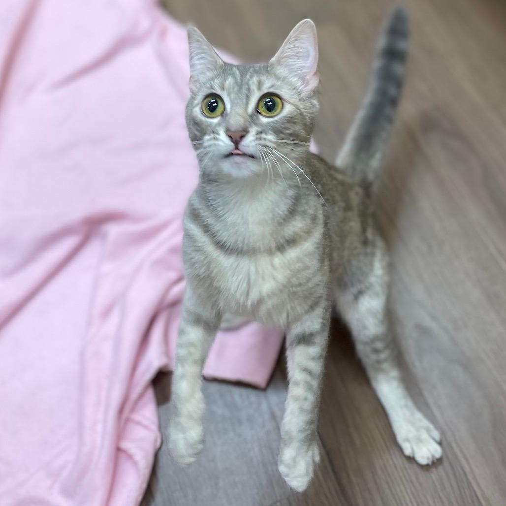 Maya