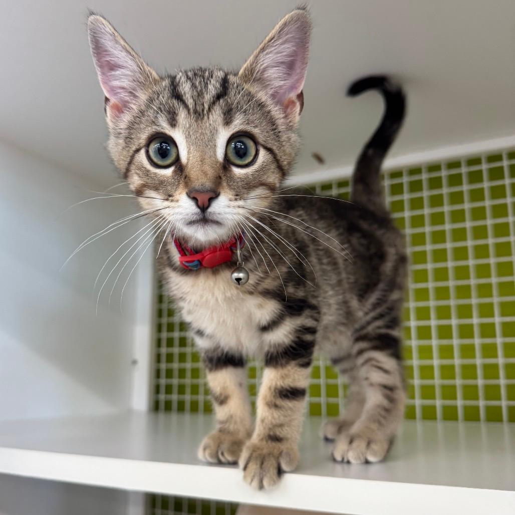 Adoptable Cats in Louisville Ky: Find Your Perfect Feline Friend Today