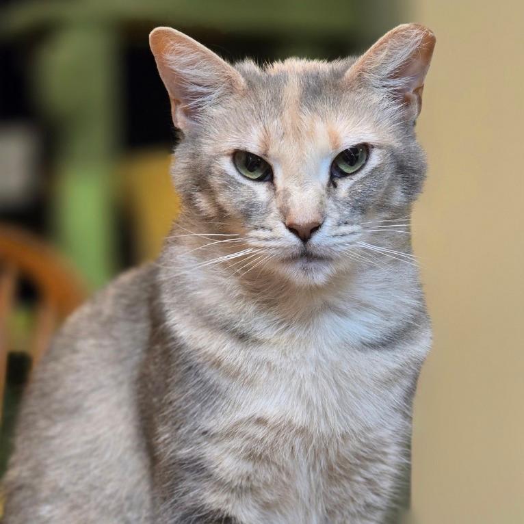 Cleo