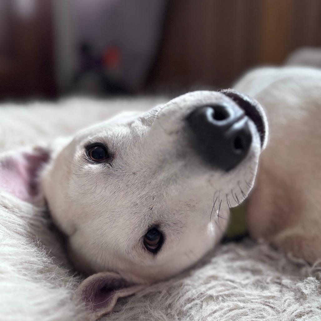 Rocko