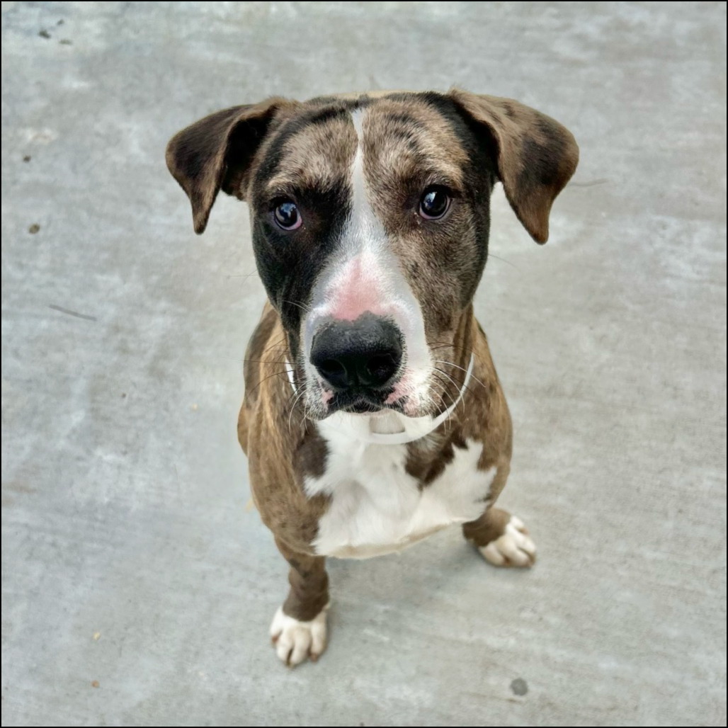 Pua (BLIND URGENT)