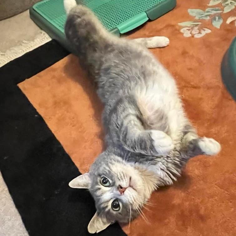Frankie