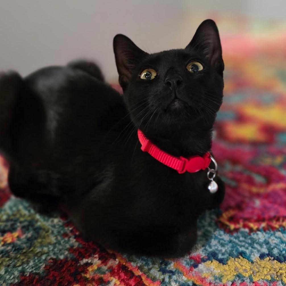 JET