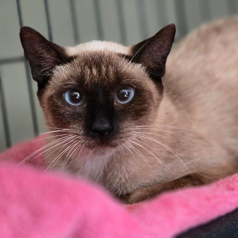 Coco