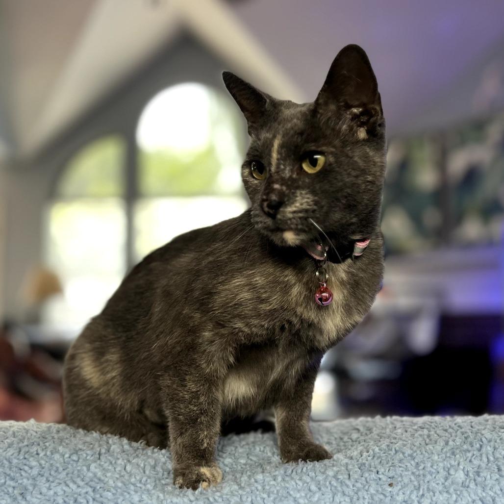 Harriet