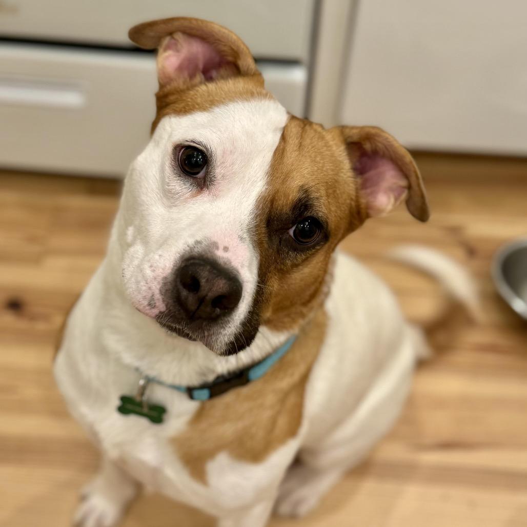 Tupelo (Reduced Rover)