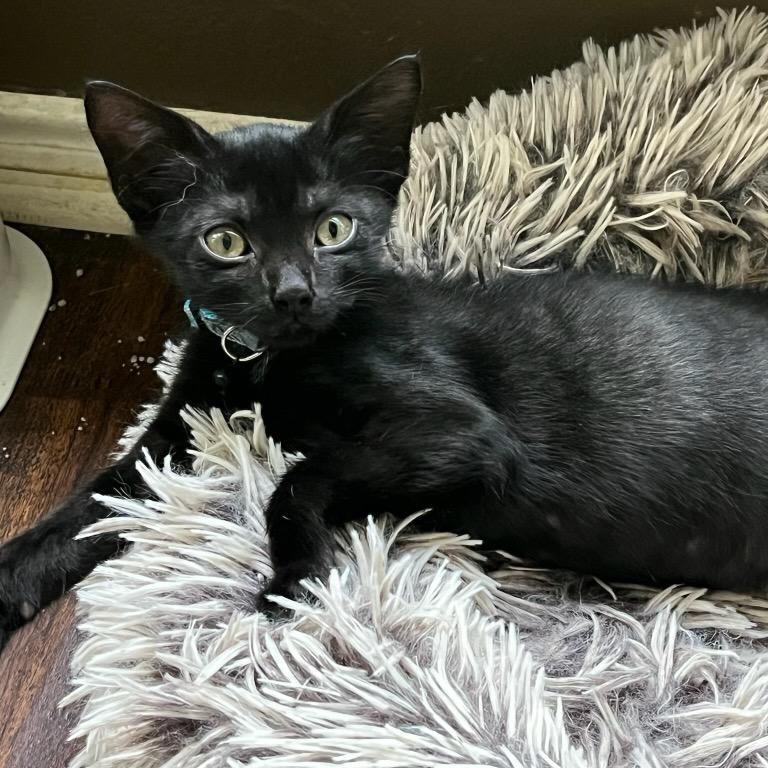 Finn