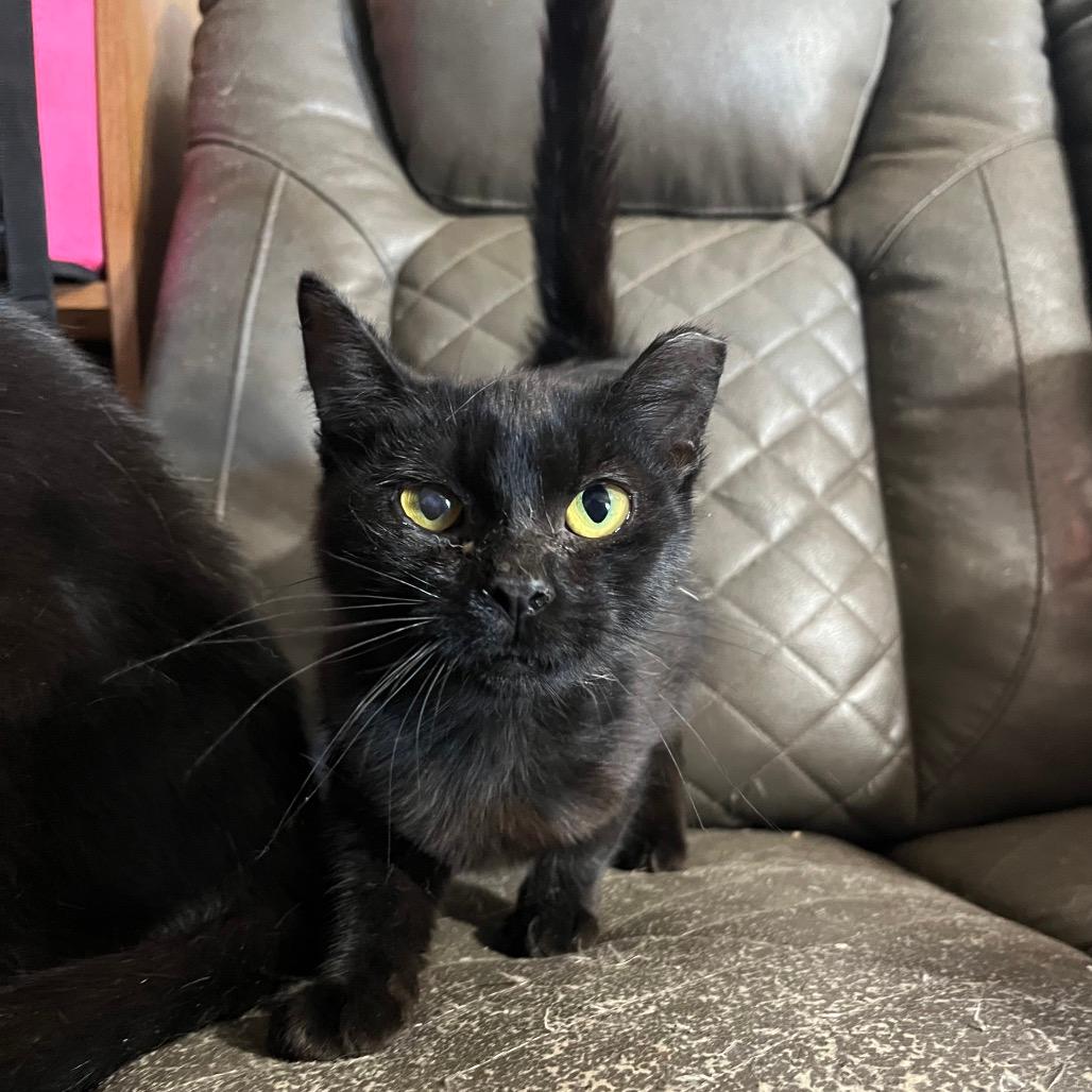 Blackie