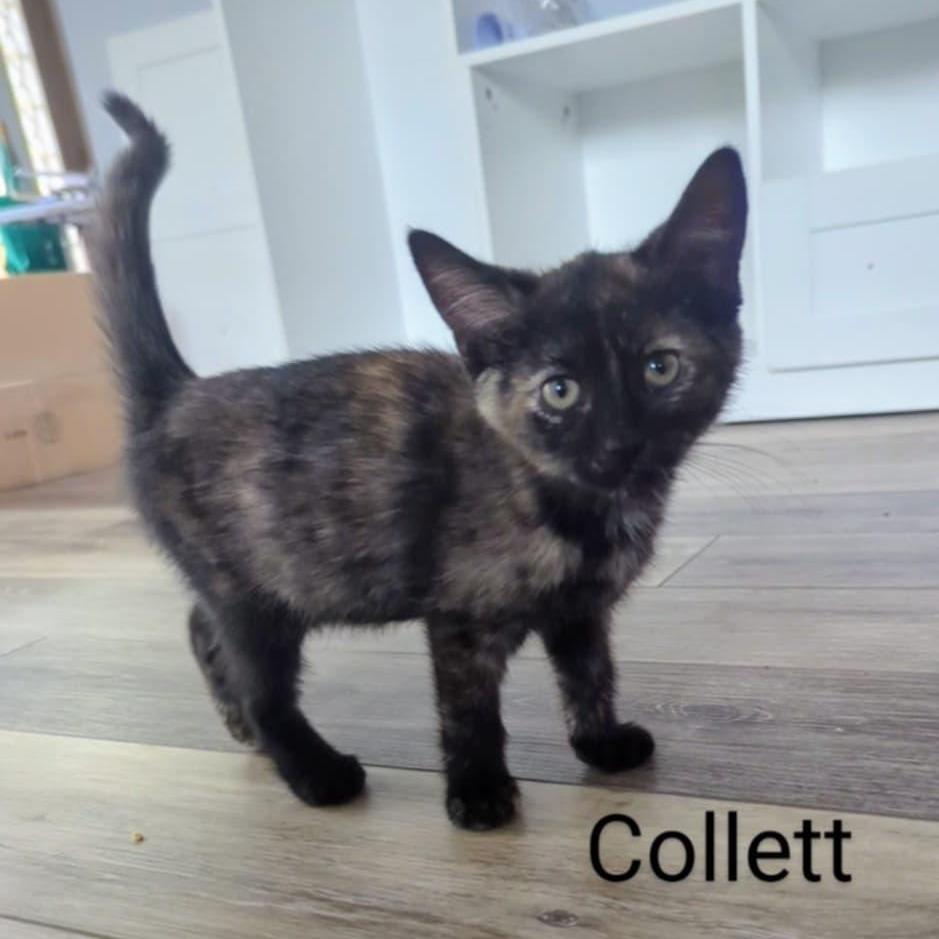 Collett