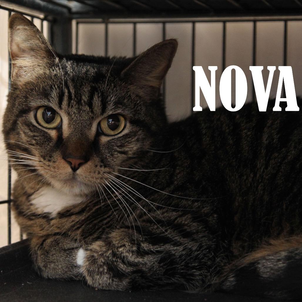 Nova