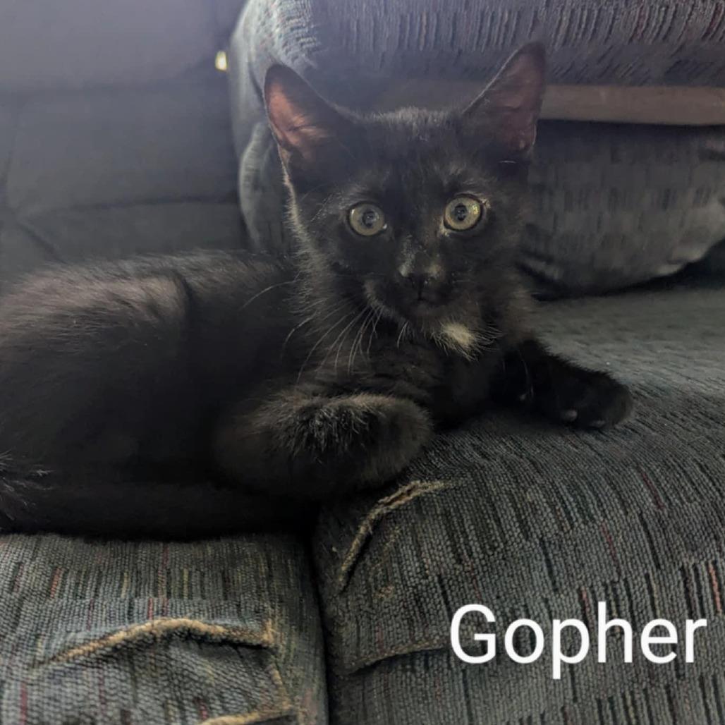 Gopher