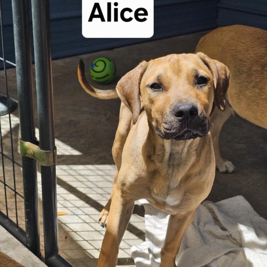 Alice Liddel