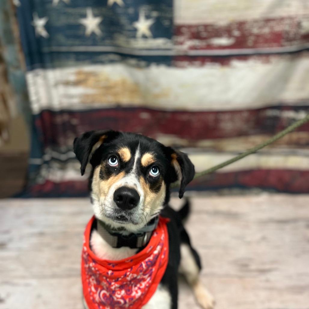 Picture of Piper
