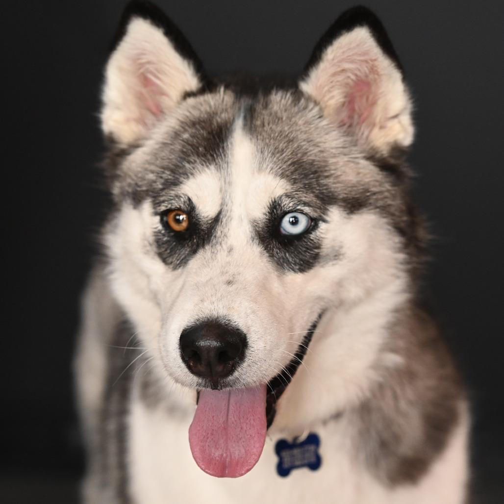 Akira