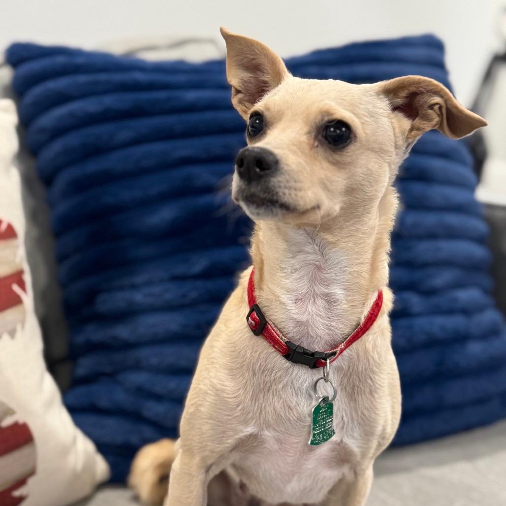 Callie (Dallas)